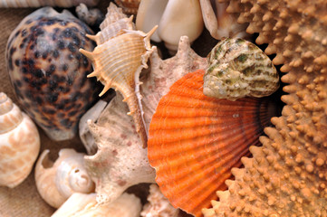 sea cockleshells