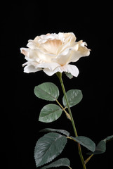 biała róża, white rose