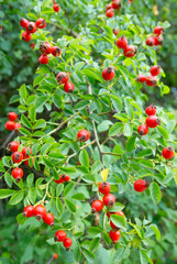 Red hips with leaves.