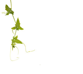 Vine isolated on white background