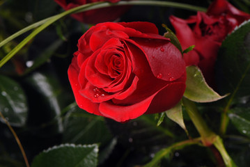 red rose, czerwona róża