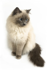 Furry cat