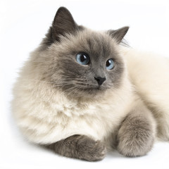 Furry cat