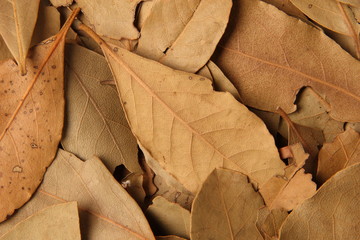 dry vanilla leaves