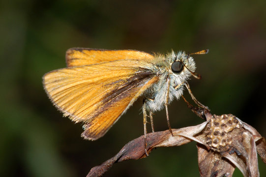 falena