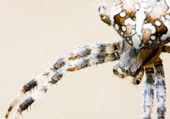 Spider web and spider