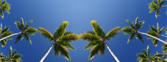 Tropical Coconut Palm Trees Background