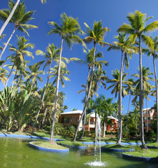 Coconut Palm Trees at a Beautiful Tropical Resort