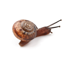 Garden snail