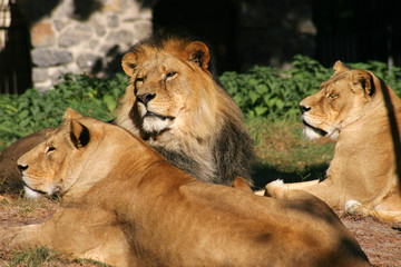 lions, wild animals