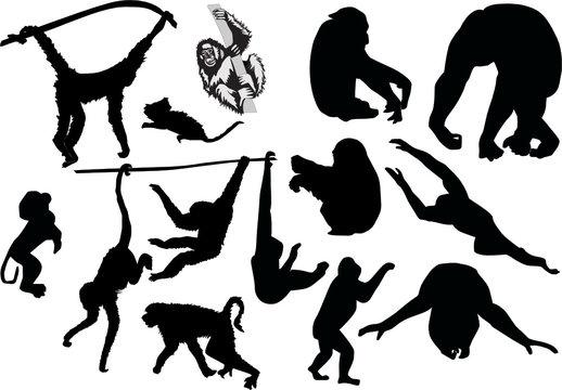 monkey silhouettes set