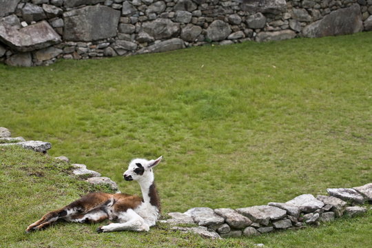 Machu Picchu Llamas