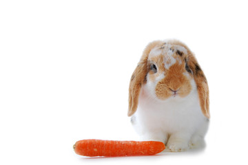 Lapin qui boude sa carotte...