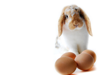 Lapin de p&acirc;ques ...
