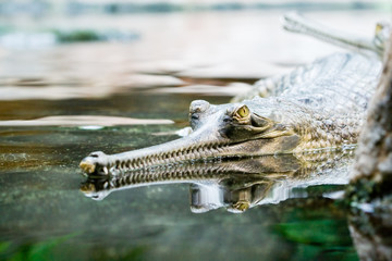 Gavial