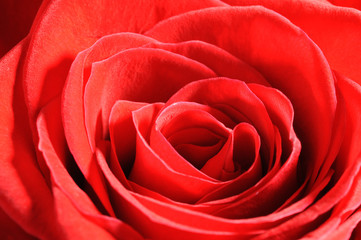 red rose closeup