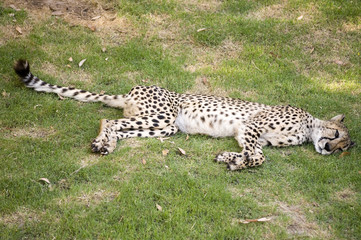 Cheetah resting