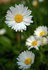 Obraz premium gänseblümchen