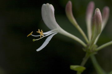 Honeysuckle