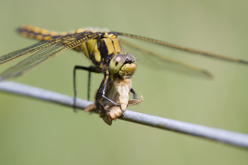 picnic on electric fence