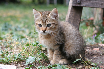 Wilder Kleiner Kater