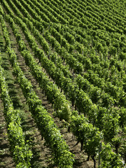 Fototapeta na wymiar rows of vineyards in the sun