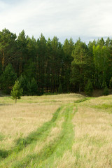 Summer pine forest
