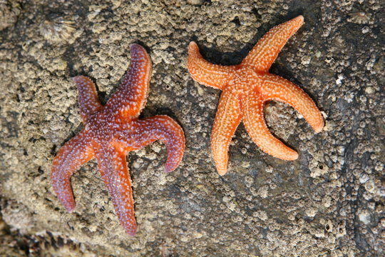 seestern starfish