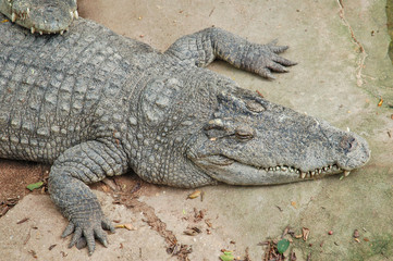 Fototapeta premium The phyket's largest crocodile farm