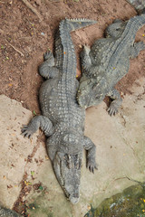 The phyket's largest crocodile farm