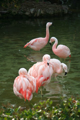 Five pink flamingos in pond
