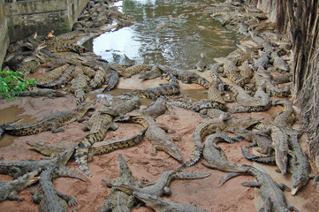 The phyket's largest crocodile farm