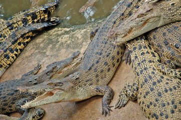 The phyket's largest crocodile farm