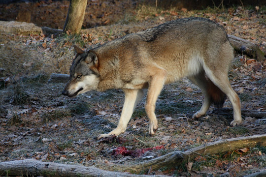 Eurasischer Wolf