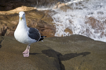 Seagull by flowing water