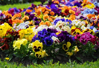 Photo sur Plexiglas Pansies Heartsease, jardin fleuri - gros plan