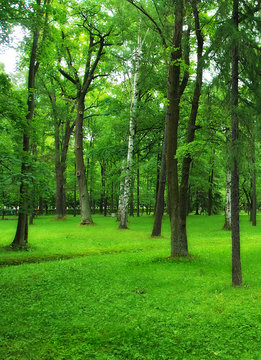 Green park, forest
