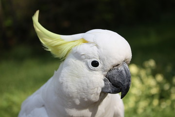 sulphur-crested cockatoo portrait