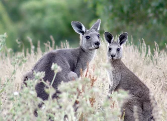 Crédence de cuisine en verre imprimé Kangourou Deux kangourous mignons - mère et jeune