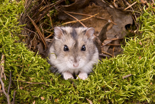 little dwarf hamster