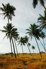 Fototapeta premium Coconut trees