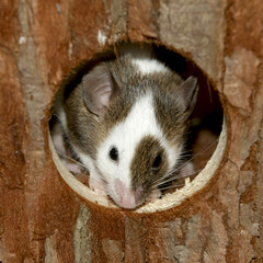 Portrait einer Farbmaus