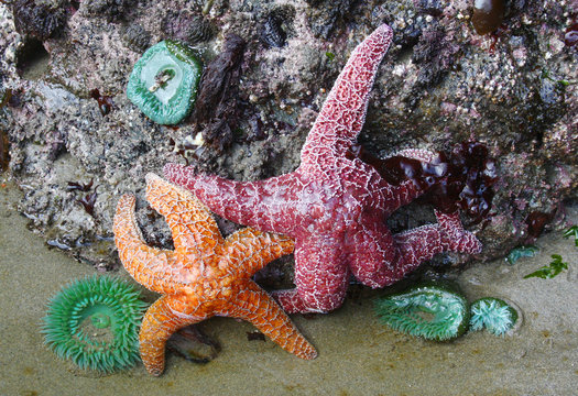 Sea Stars and Anemone at Low Tide