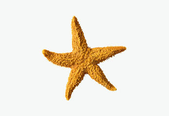 sea-star