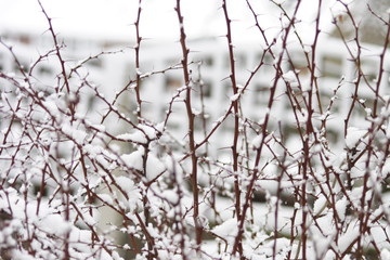 Fototapeta na wymiar Śnieg na Moloch buszu