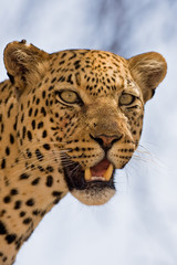 Close-up of Leopard