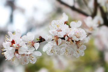 Cherry-tree blossom