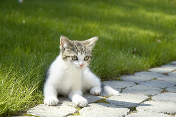 Naklejka na ściany i meble Młody kot leżący na trawniku