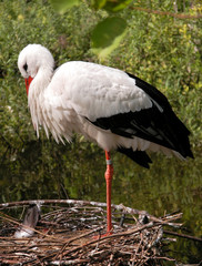 Stork bird