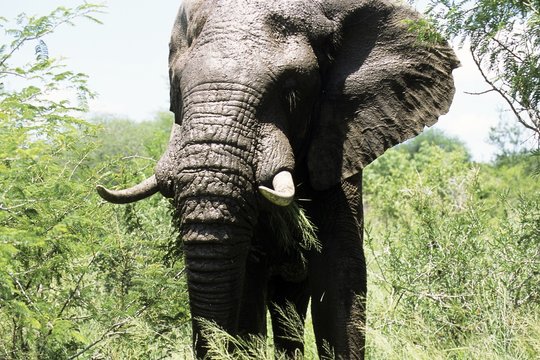 Elefant 04